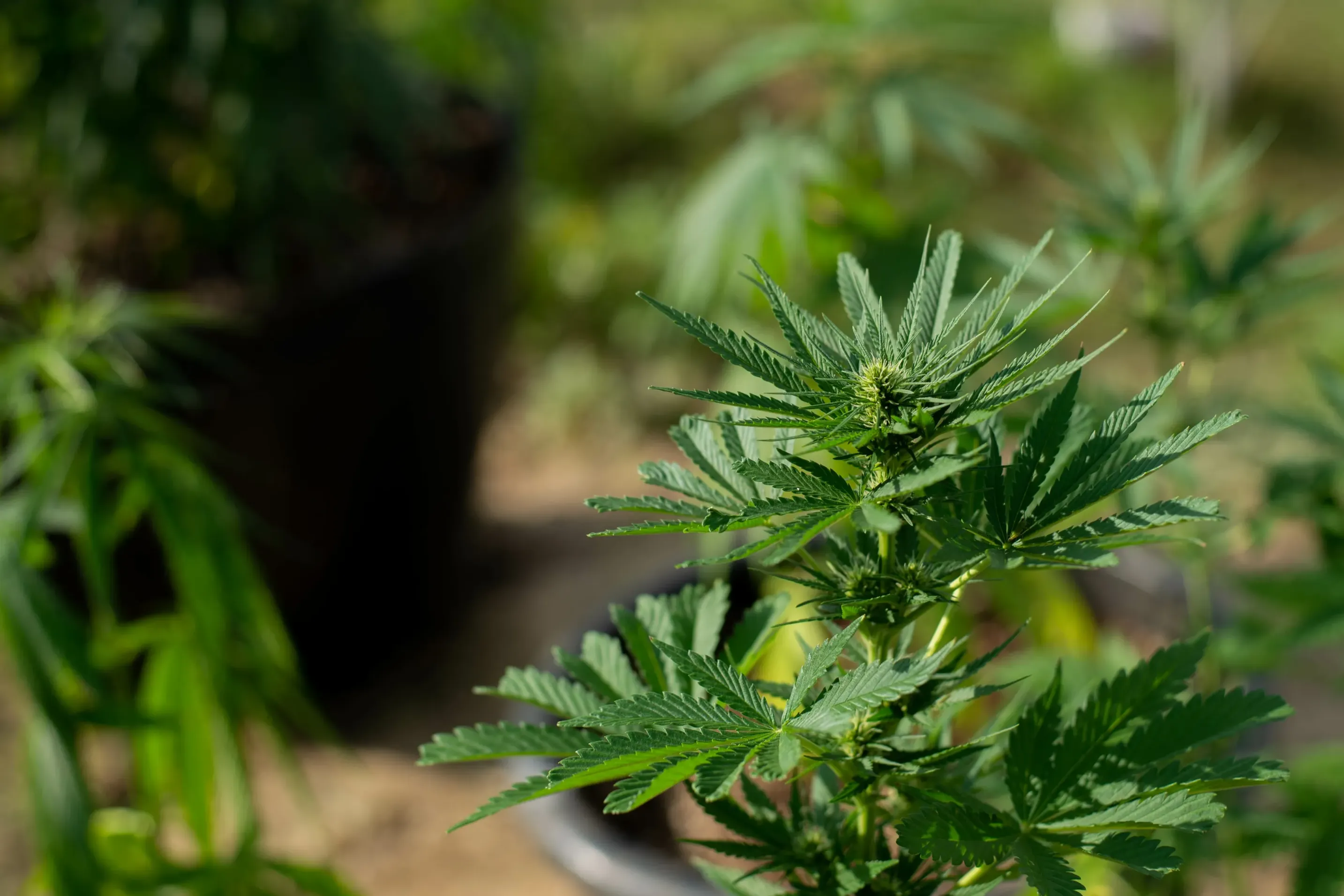 Balkan Cannabis